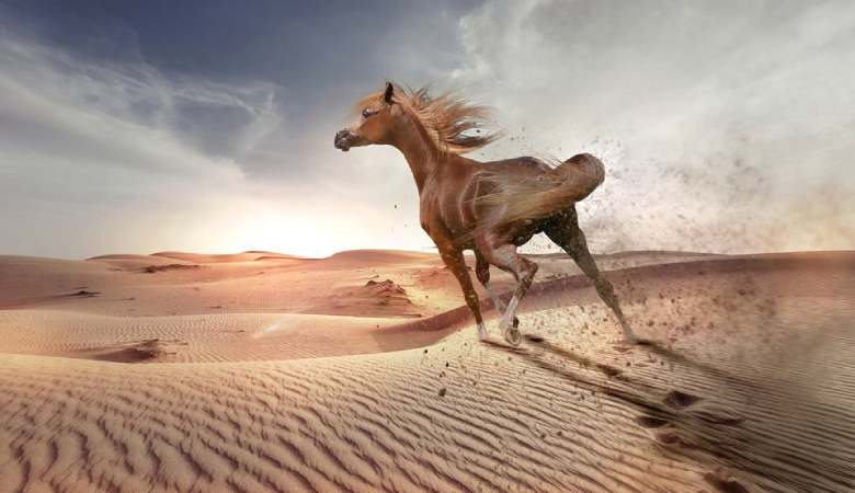 Топ-7 пород лошадей на скачках